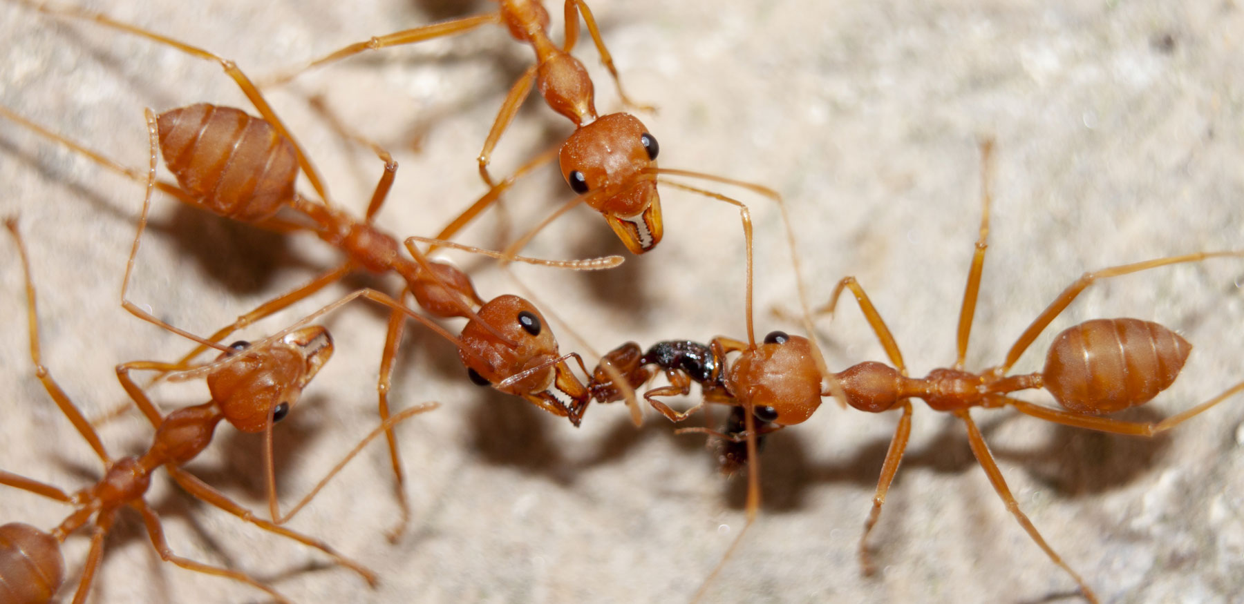 Красные муравьи видео